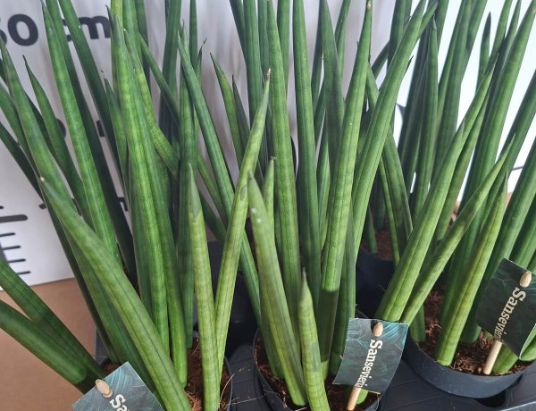Sansewieria cylindryczna