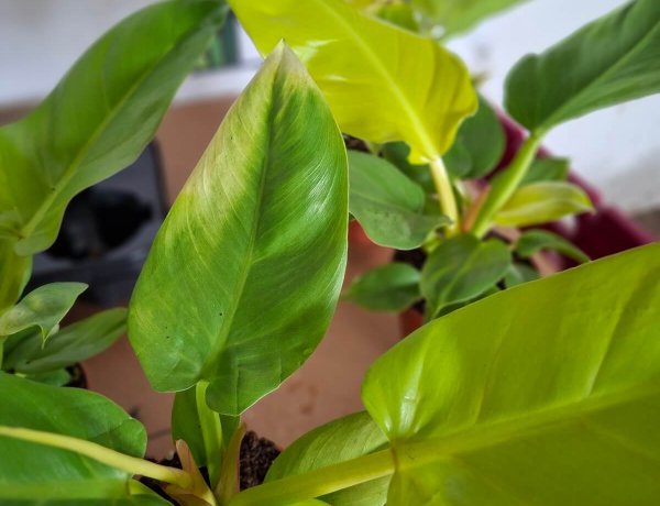 Philodendron 'Golden Melinonii'