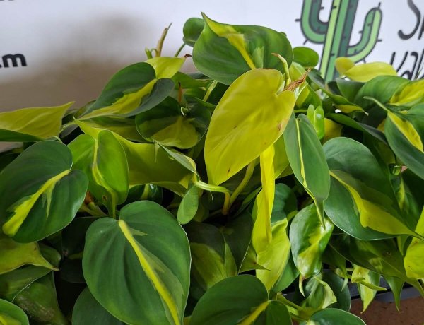 Philodendron scandens 'Brasil'