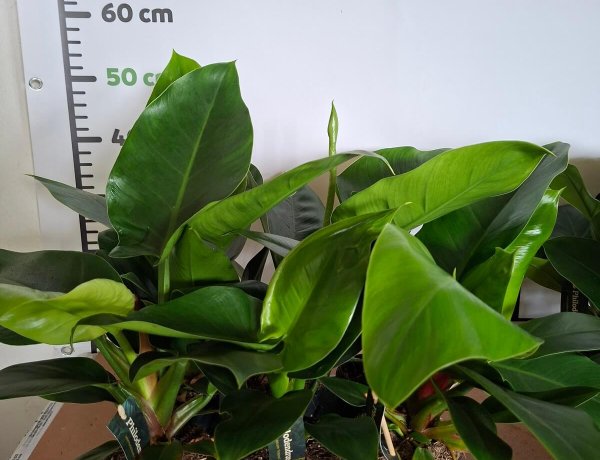 Philodendron Imperial Green