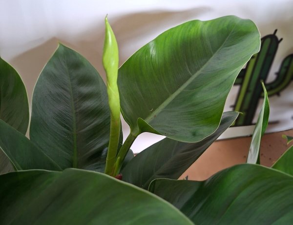 Philodendron Imperial Green