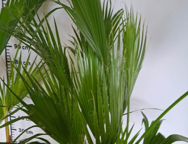 Waszyngtonia