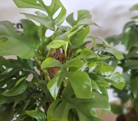 Monstera minima