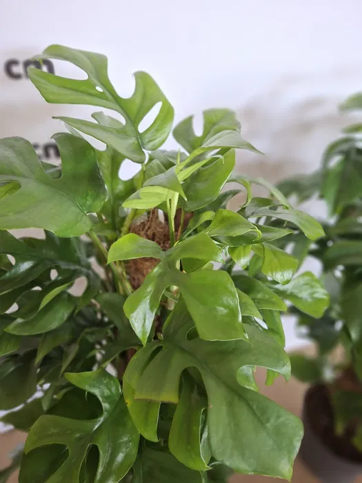 Monstera minima